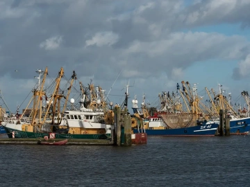 Agent Export Collection? Do You Really Understand the Ins and Outs?